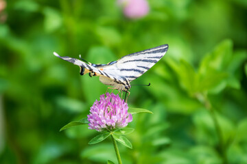 Beautiful Butterfly Scarce Swallowtail, Sail Swallowtail, Pear-tree Swallowtail, Podalirius. Latin name Iphiclides podaliriu. Butterfly collects nectar on flower.