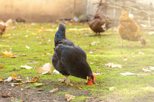 Hen Black Copper Marans walking in farm yard. Dark domestic chicken free range walk on green lawn, soft selective focus