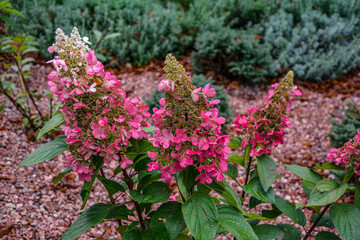 A large peegee hydrangea (Hydrangea paniculata Grandiflora')