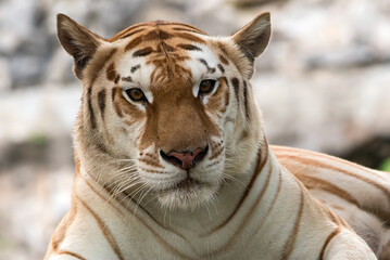 Portrait of a golden tiger