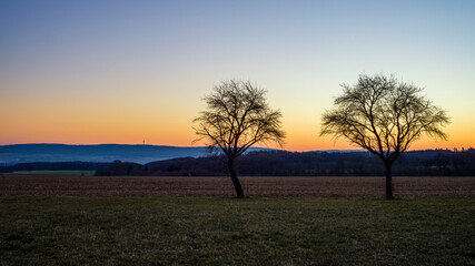 Fototapeta na wymiar Bäume auf einer Wiese am Morgen, im Hintergrund der Sonnenaufgang