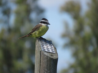 pajaro bicho feo