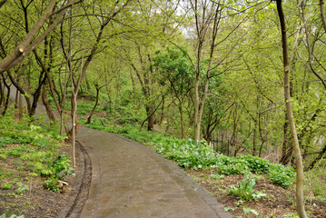 Spring nature tree trail in the park