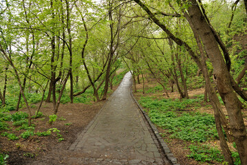 Fototapeta premium Spring nature tree trail in the park