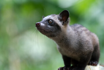 Javan palm civet head closeup