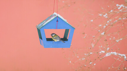 birds in the bird feeder on a cold winter day