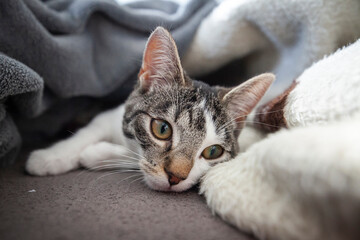 Katze kuschelt unter der Wolldecke
