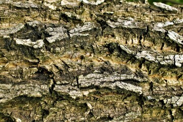 bark of a tree