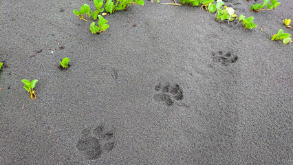Fresh jaguar footprint in sand © John