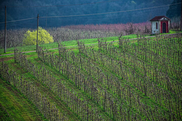 Volpedo. Colli Tortonesi