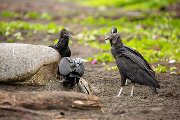 Black vultures feeding on a green turtle