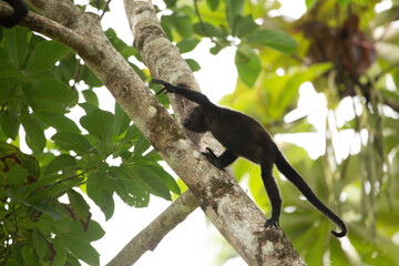 Baby mantled howler monkey on a branch