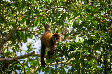 Central American Spider Monkey