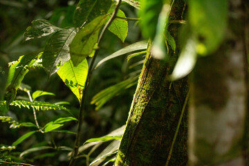 Jungle tree and foliage