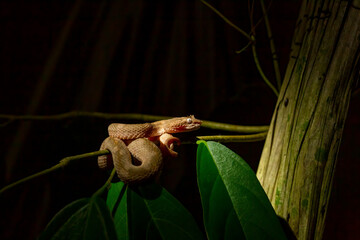 Eyelash palm pitviper snake on a branch