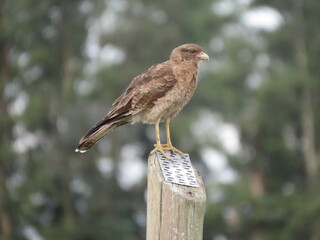 Aguila pequeña