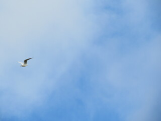 seagull in flight