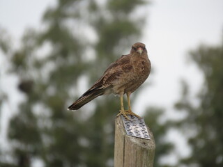 Aguila peque&ntilde;a