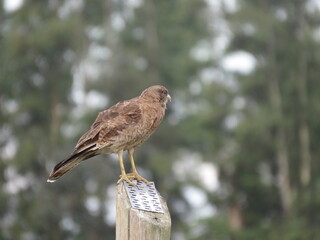 Aguila pequeña