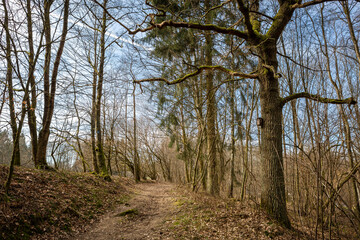 Alter Baum neben dem Wanderweg