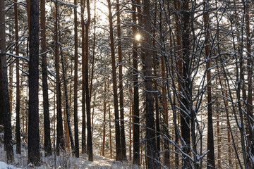 Naklejka premium Pines branches covered with white fluffy snow are in winter day in the forest