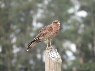Aguila pequeña