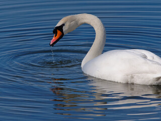 Close-up of an elegant white swan swimming in the lake