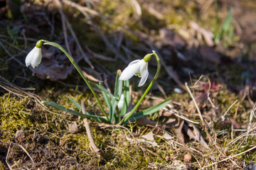 The first spring flowers are white snowdrops against the background of last year's leaves and dry...