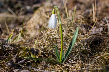 The first spring flower is white snowdrop against the background of last year's leaves and dry...