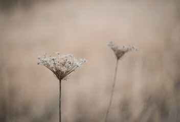 Dry achillea millefolium, yarrow herb dead plant with blured background. Vintage ochre toned photo © Space Creator