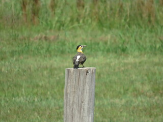 pajaro carpintero amarillo