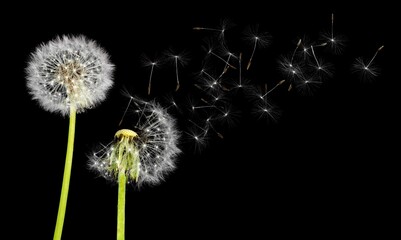 Beautiful dandelion blowing away, dark black background. Freedom to Wish.
