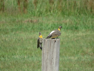 pajaro carpintero amarillo
