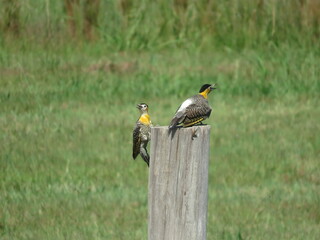 pajaro carpintero amarillo