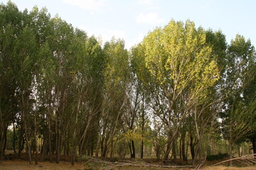 Obraz premium Trees with blue sky and clouds