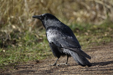 carrion crow (Corvus corone)
