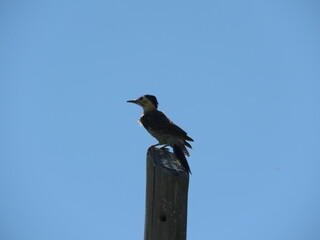 pajaro carpintero