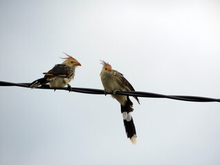 Pajaro Ave en los cables