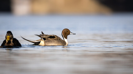 the pintail duck spends the winter on the Richelieu River in Montérégie in Quebec