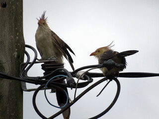 Pajaro Ave en los cables