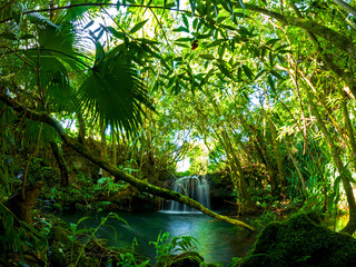 Obraz premium Long exposure view of a waterfall hidden in a dark forest located in Mauritius 
