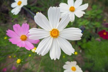 Cosmos flower in close up garden