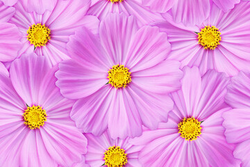 Cosmos flowers seamless pattern. full colored cosmos.