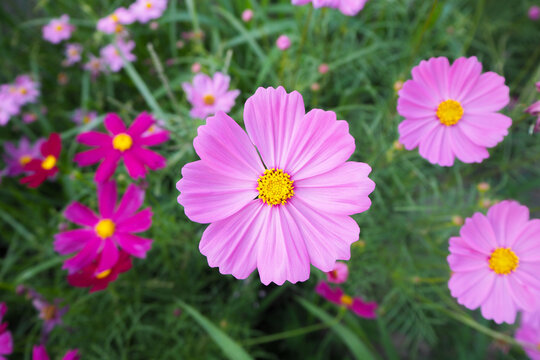 Cosmos flower in close up garden