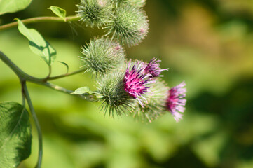 Lesser burdock on bloom closeup view with green blurred plants on background