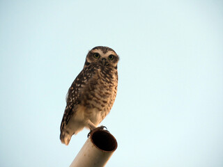 Buho mirada