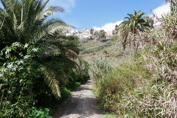Fototapeta na wymiar Wanderweg, Palmen und Tal bei Las Palmas de Gran Canaria
