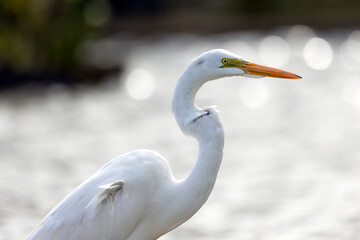 Portrait of a Great Egret also know the Garça or Garceta. Species Ardea alba. Animal world. Bird lover. Birdwatcher. Birding.