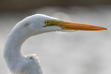 Face portrait of a Great Egret also know the Garça or Garceta. Species Ardea alba. Animal world. Bird lover. Birdwatcher. Birding.