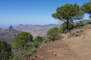 Fototapeta na wymiar Kiefern und Berglandschaft auf Gran Canaria